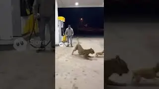 Leopard Attack! Owner Trapped! 😱 See The Chihuahua Save Him!