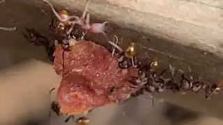 Ants moving Tomato