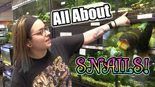 It's a SNAIL EXTRAVAGANZA! - TDI's Guide to Freshwater Snails You Can Keep in Your Aquarium! 🐌