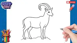 How to draw Ibex - Mammals Drawing