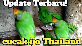 Update terbaru! cucak ijo thailand