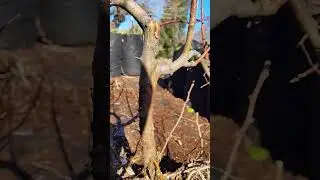 Apple Fruit Tree Clone Propagation