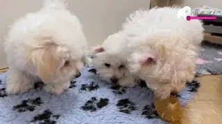 Bolognese Puppies 