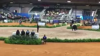 Tryon WEG Men&rsquo;s Vaulting