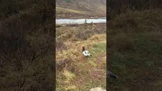 How To Talk To A Ptarmigan In Alaska