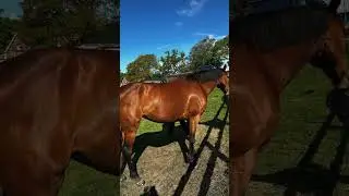 Candice Hicks reviews HERCULES Equine Muscle Function & Construction