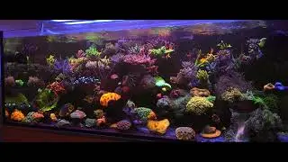 Sps tank update 