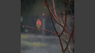 Unwind with Rainy Zen