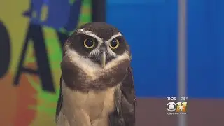 Wild Wednesday: Spectacled Owl