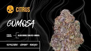 TERPY TIME TASTE BUDS is live! - GUMOSA !!!! - BY - @BoskyGenetics #2026 #terpenes #gumosa #flavor  