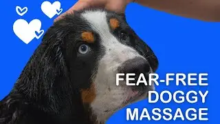 Patrick's Pet Care Fear Free Grooming Massage