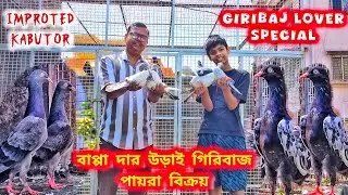 বাপ্পা দার বাড়ির উড়াই গিরিবাজ বিক্রয়।HIGH FLYING GIRIBAJ KABUTOR। @pigeonsloverrj9600 