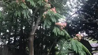 Mimosa tree. North Carolina