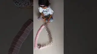 #Domino card trick #Triangle 🔺️#youtubeshorts#trick  - Advika and Anushree