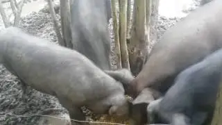 A Slop Feast