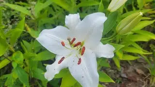 July Garden Tour 2024