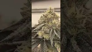 Cannabis grow start to finish one man hand watered