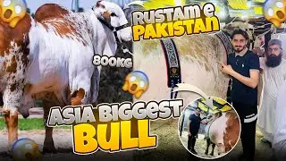 Rustam e Pakistan Biggest Bull of Asia 🐂 | Detailed Vlog #rustamepakistan #bullmandi #ismailvlogs