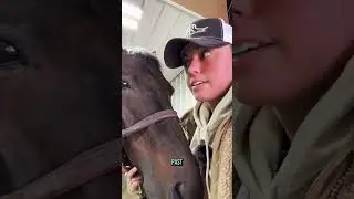 How horse breeding works! 🐴✨ Checking follicles & syncing mares&mdash;timing is everything!