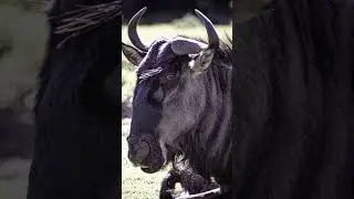 Blue Wildebeest