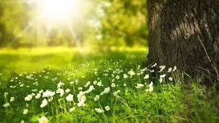 nature meditation sound music deep sleep sound peaceful mind fresh and healthy by urb_creations🕉️🇳🇵