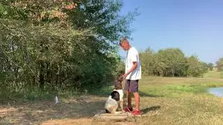 Versatile Dog Training - &ldquo;Nash&rdquo; Sit/Place Work