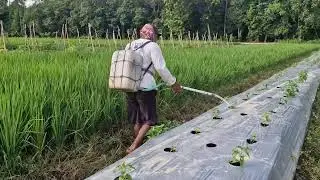 SIMPLE YET EFFECTIVE FERTILIZER APPLICATION TECHNIQUES EVERY FARMER MUST KNOW! -Agriculture Farming
