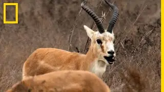 The Incredible Resilience of the Goitered Gazelle