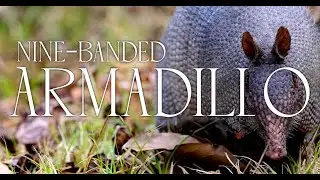 Nine-Banded Armadillo foraging for grubs