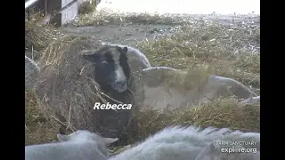 Farm Sanctuary Sheep Barn  Rebecca afternoon 10192025 explore.org