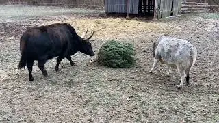 Christbaum- Weitwerfen bei den Rindern