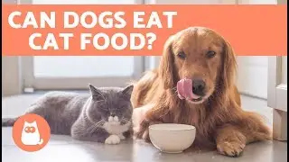 Могут ли собаки есть кошачий корм?