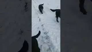 Netze bauen mit h&uuml;tehunde