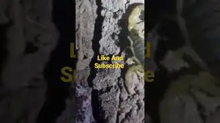 white & Green Deathstalker Scorpions Rare Unusual Animals Insects Reptiles Attack Poison Venomous