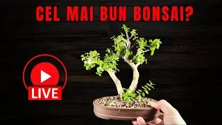 Cea mai buna alegere in BONSAI