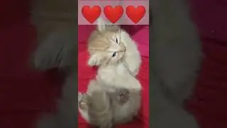 #Kitten Cleaning himself🙈 #1monthold