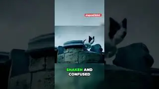 The Bridge Where Dogs Jump to Their Deaths