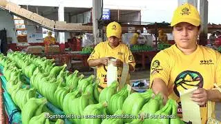 ExportfruitEcuador