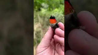 The Ruby Throat Hummingbird sc : Sean Graesser