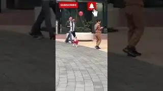 A Divertirse Perritos 2 #shorts #perros#perrosgraciosos #perritos #perroschistosos #perro #perrito