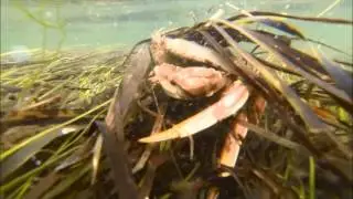 Crabdozer
