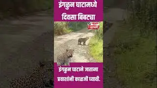 इंगळुन घाटामध्ये दिवसा बिबट्या प्रवाशांनी काळजी घ्यावी....