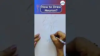 How to Draw Neuron in Simple? | #neuron #shorts #sciencediagram #biology | @InfinityLearn_910