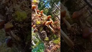 the wooden mushroom forest #woodcarving #forestsounds