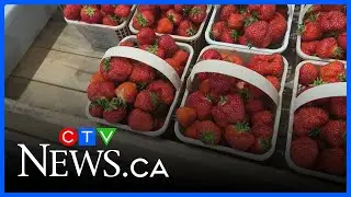 Strawberry picking season underway