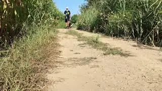 Walking the Mini Australian Shepherd 