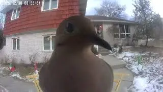 Daily Birdwatching - Netvue Birdfy Birdfeeder Cam - December 30, 2025
