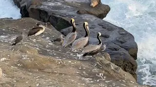 Exploring San Diego&rsquo;s Ocean, Beaches & Wild Nature| Jay| California|Travel