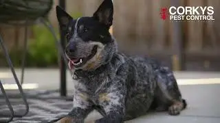 Corky&rsquo;s Pest Control Solves Pest Problems in Southern California