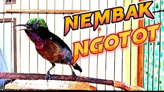Masteran konin NEMBAK NGOTOT dan KERAS || 100% COCOK untuk masteran murai batu anda